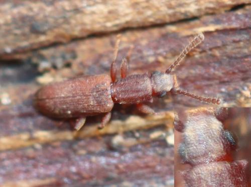 Silvanus bidentatus